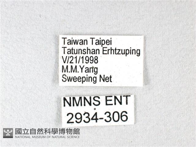 綠弄蝶藏品圖，第3張