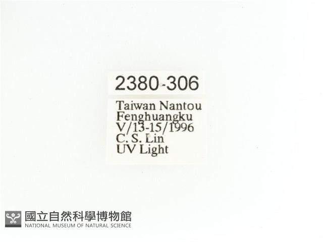 艷金龜藏品圖，第2張