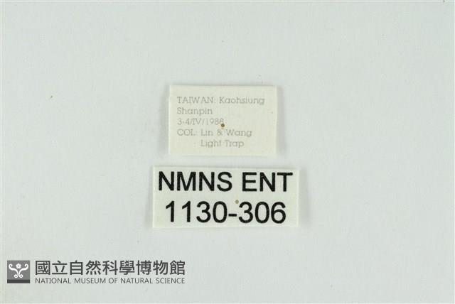 黑翅黃毒蛾藏品圖，第3張