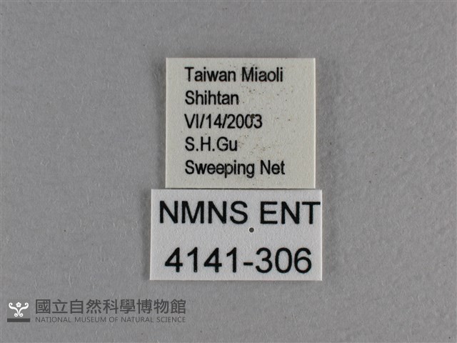 曲紋黛眼蝶藏品圖，第3張