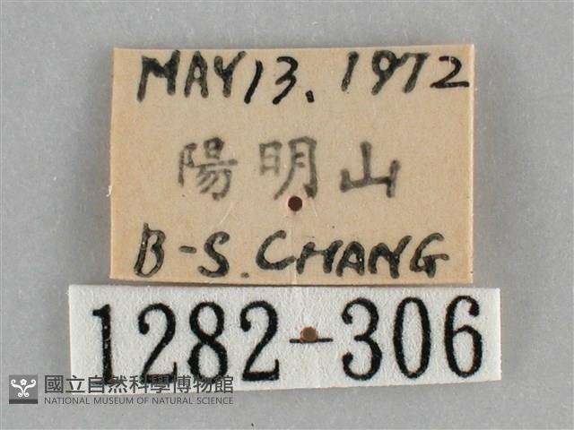 扁刺蛾藏品圖，第3張