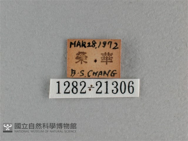 曲紋黛眼蝶藏品圖，第3張