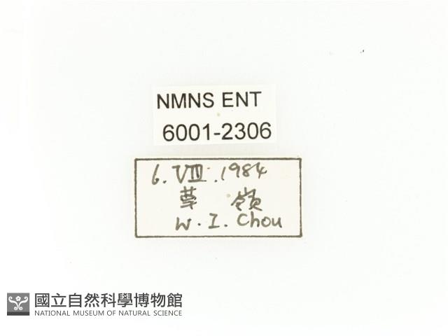 臺灣扇角金龜藏品圖，第2張