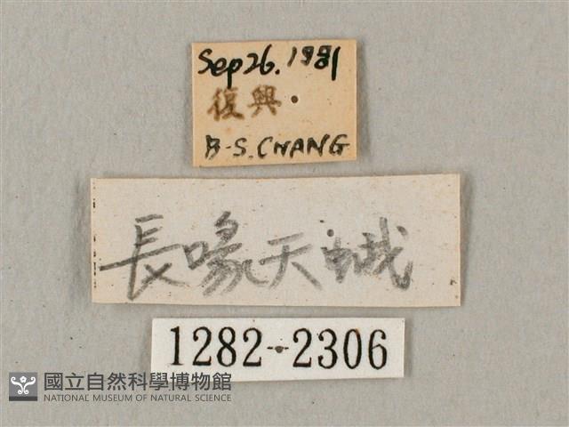 平帶長喙天蛾藏品圖，第3張