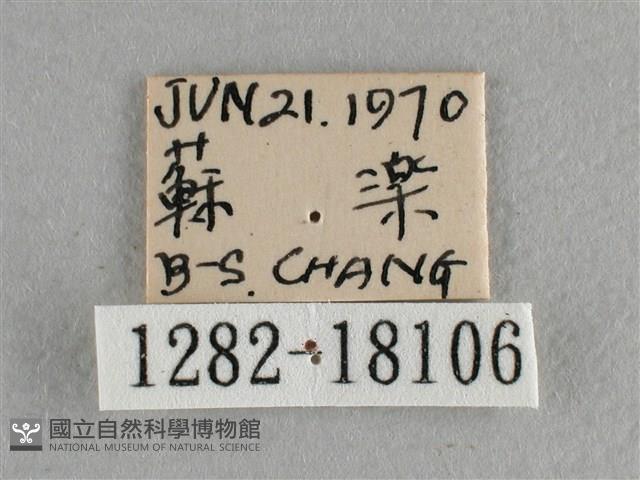 異色尖粉蝶藏品圖，第3張