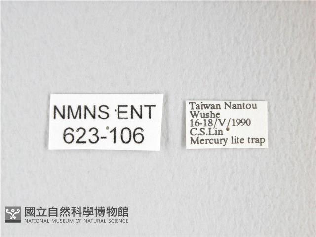 圓翅大鉤蛾藏品圖，第3張