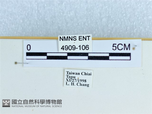 小環蛺蝶藏品圖，第4張