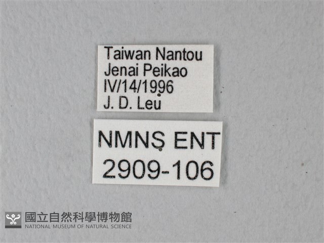 異粉蝶、雌白黃蝶藏品圖，第3張