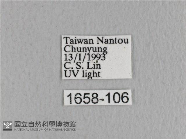 川邊氏枯葉蛾藏品圖，第3張