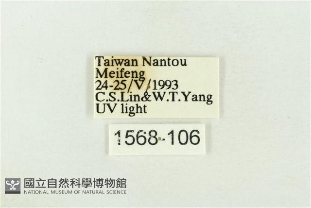 棍棒污燈蛾藏品圖，第3張