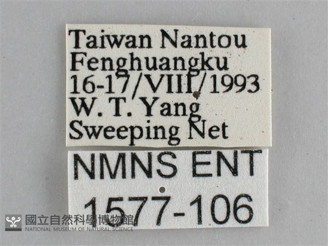 藍紋鋸眼蝶藏品圖，第3張