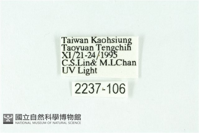 三條橙燈蛾藏品圖，第3張