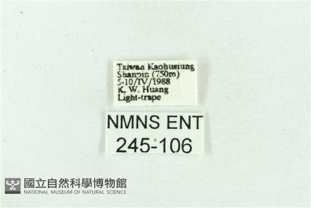 菊池污燈蛾藏品圖，第3張