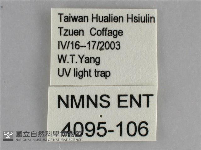 澄線尺蛾藏品圖，第3張