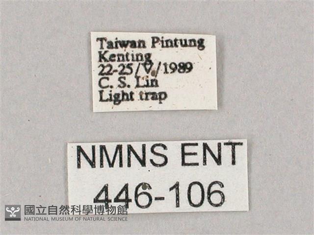 斜綠天蛾藏品圖，第3張