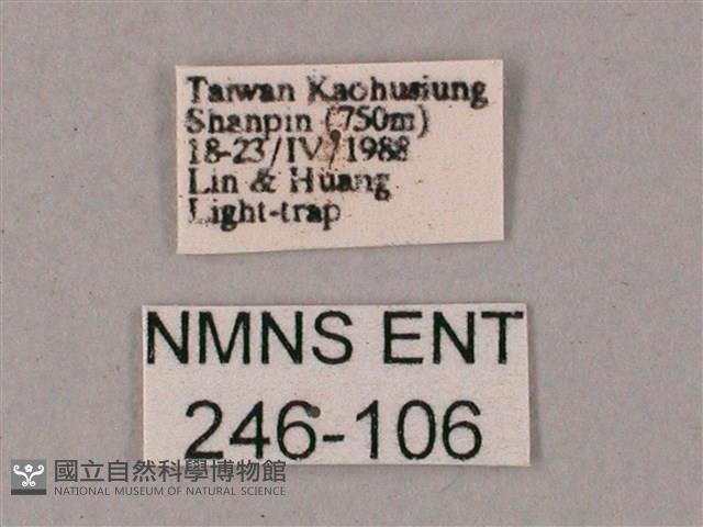 雙斑白肩天蛾藏品圖，第3張