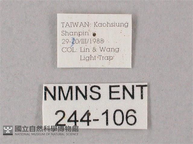 臺灣白肩天蛾藏品圖，第3張