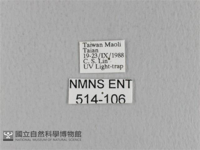 青枯葉蛾藏品圖，第3張