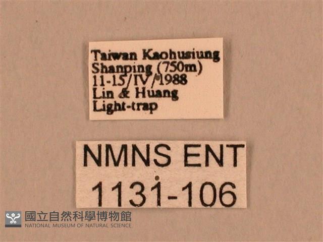 背線天蛾藏品圖，第3張