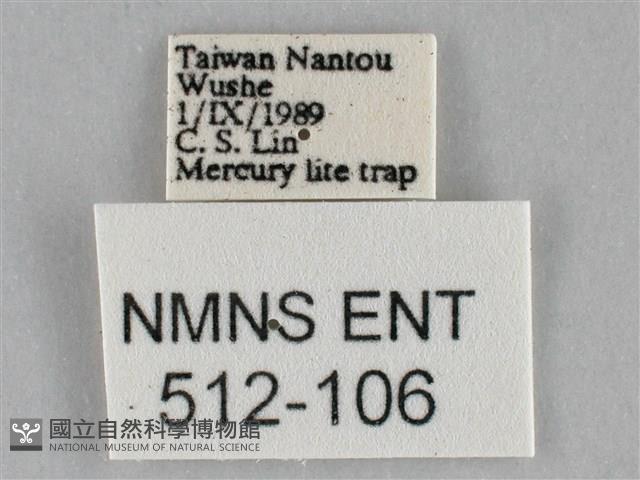 橙帶藍尺蛾藏品圖，第3張