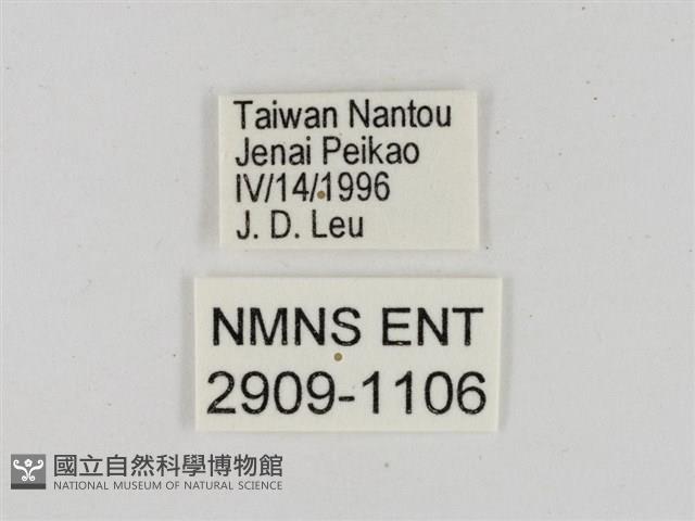 淡褐脈粉蝶藏品圖，第3張