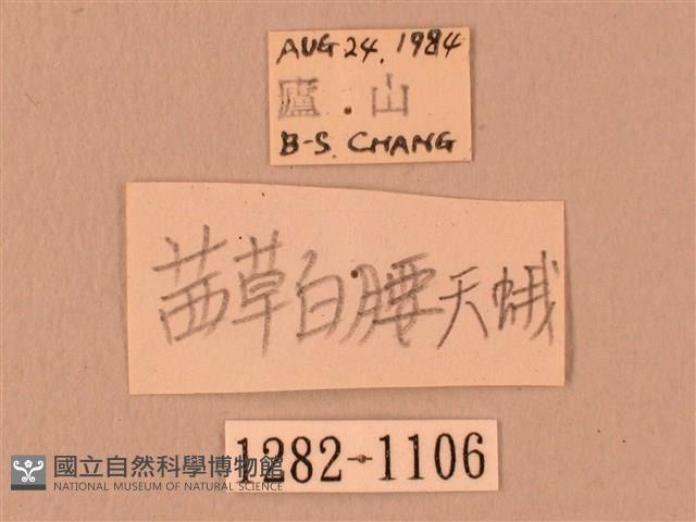 暗綠白腰天蛾藏品圖，第3張