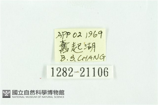 黃斑弄蝶藏品圖，第3張