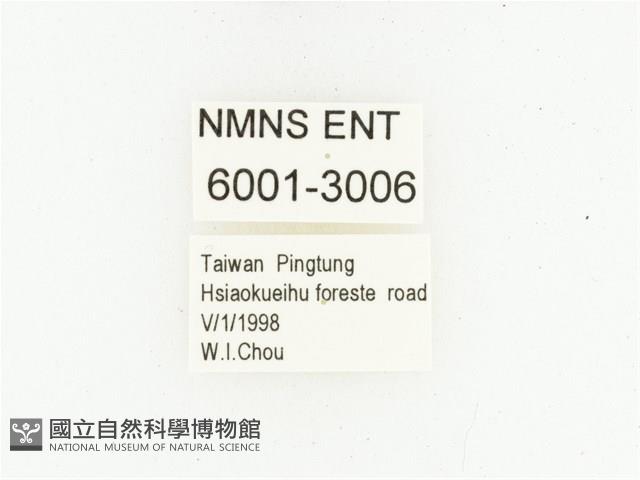 巴蘭陷紋金龜藏品圖，第2張