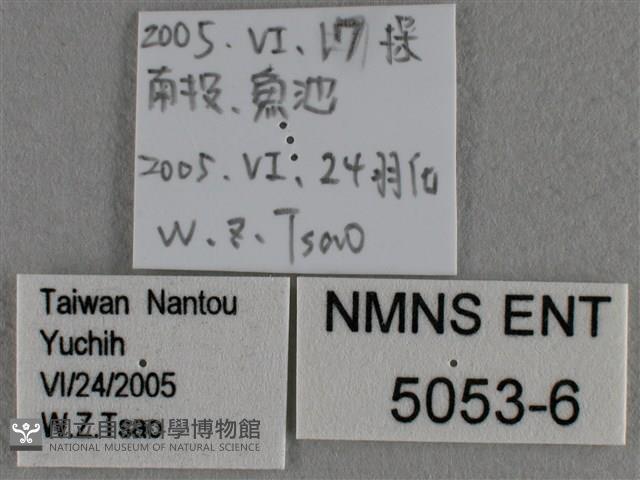 蘇鐵綺灰蝶藏品圖，第3張