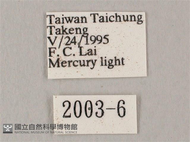 白點天蛾 藏品圖，第3張