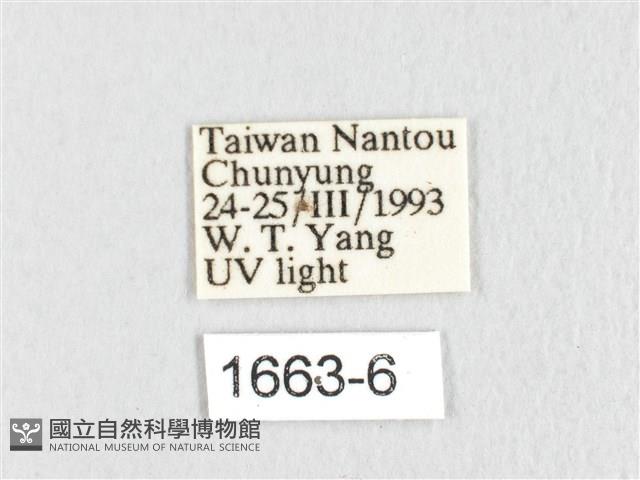 銀肩枯葉蛾藏品圖，第3張