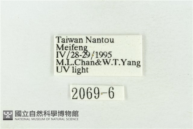 臺灣銀斑異波紋蛾藏品圖，第3張