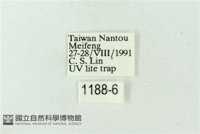 臺雪苔蛾藏品圖，第3張