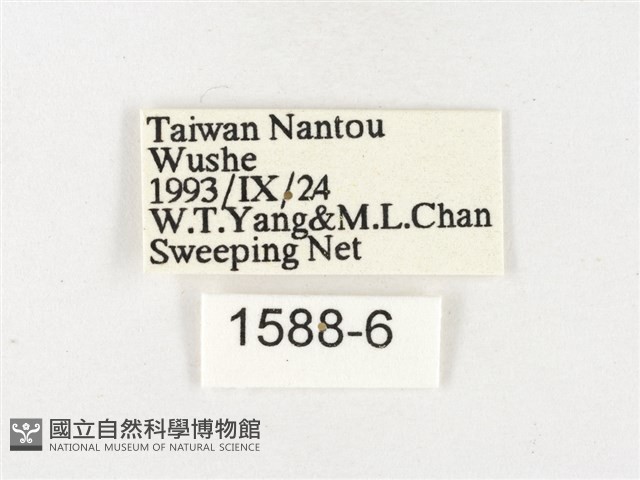 島嶼黃蝶、江崎黃蝶藏品圖，第3張