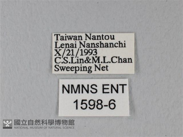 異粉蝶、雌白黃蝶藏品圖，第3張