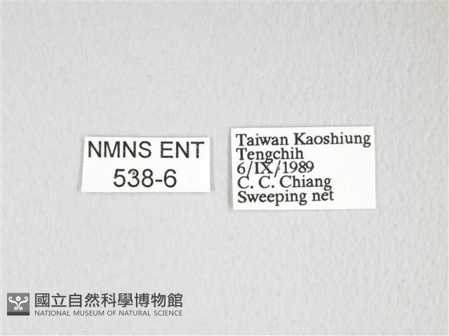 黃豹天蠶蛾藏品圖，第3張