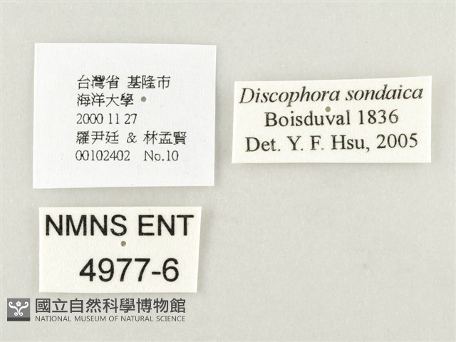 方環蝶藏品圖，第3張