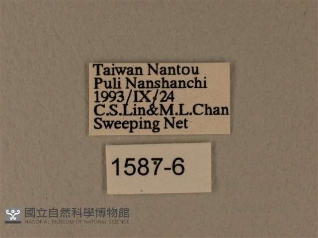 異粉蝶、雌白黃蝶藏品圖，第3張