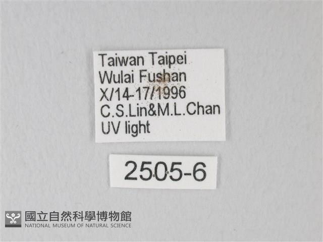 卵翅蛾科藏品圖，第3張