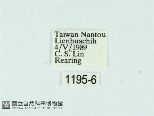 黃肩奇蛾藏品圖，第3張