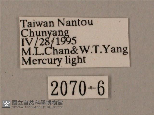 裂斑鷹翅天蛾藏品圖，第3張