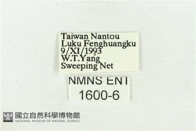 深山黛眼蝶藏品圖，第3張