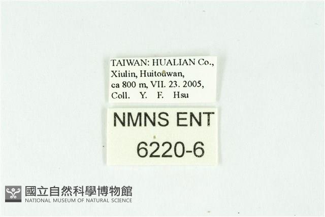 密點玄灰蝶藏品圖，第3張
