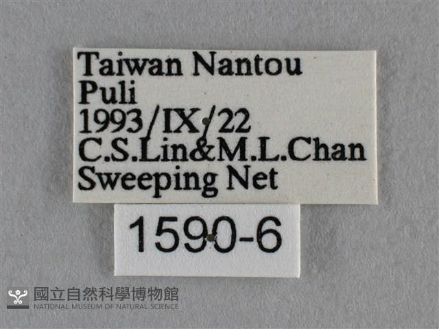 波灰蝶藏品圖，第3張