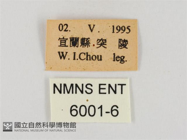 褐翅綠弄蝶藏品圖，第3張