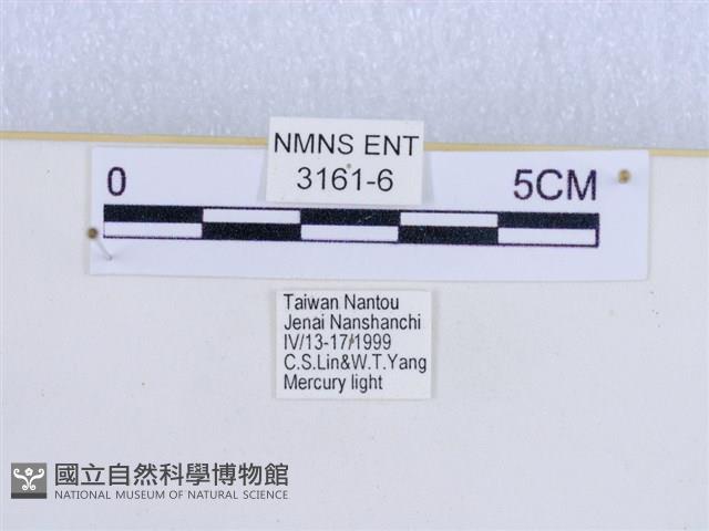 巨網燈蛾藏品圖，第3張