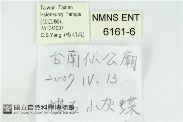 竹蚜灰蝶藏品圖，第3張