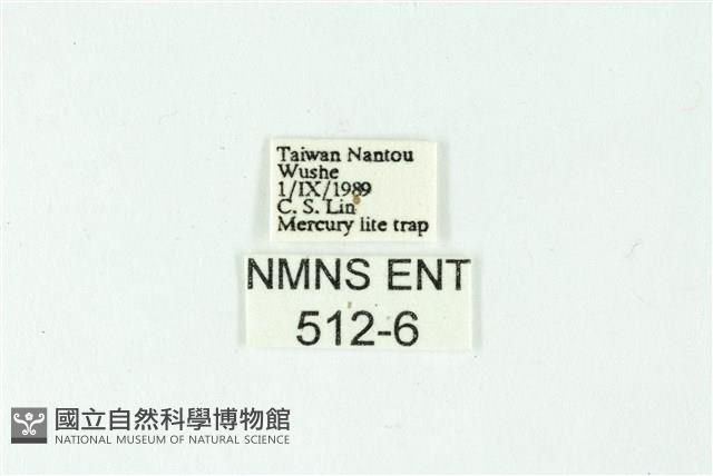 三色豔苔蛾藏品圖，第3張