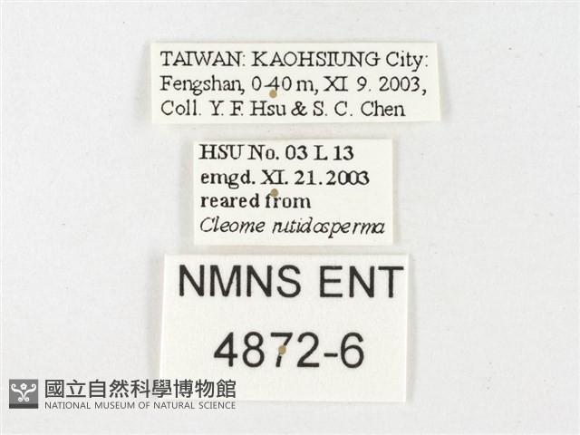 鑲邊尖粉蝶藏品圖，第3張