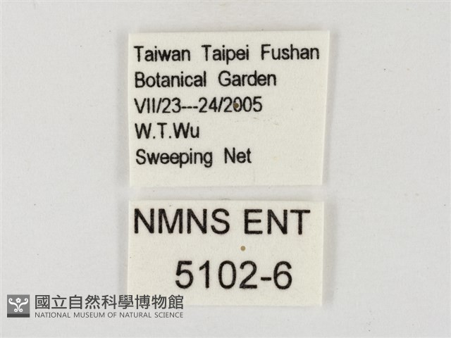 飛龍白粉蝶藏品圖，第3張